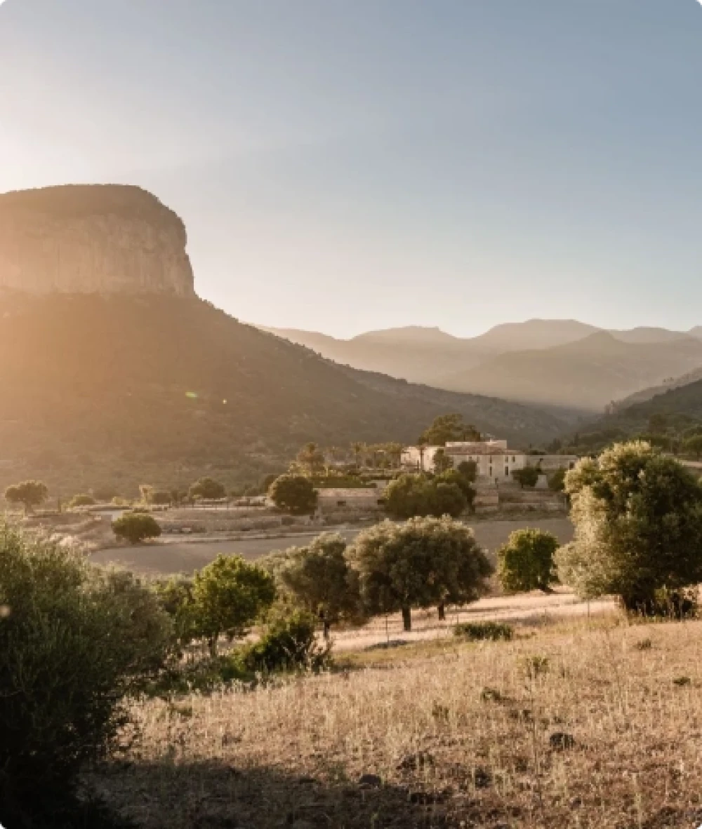 Una finca rural en Mallorca rodeada de olivos.
